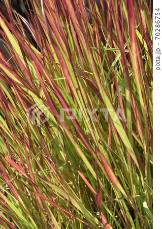 ベニチガヤ 70286754