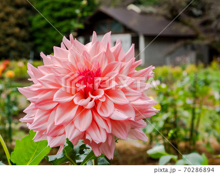 満開の秋の花 鮮やかなピンクの大輪ダリア 満開の秋の花 鮮やかなピンクの大輪ダリア 70286894