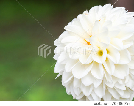 満開の秋の花 鮮やかな真っ白なポンポンダリアの写真素材