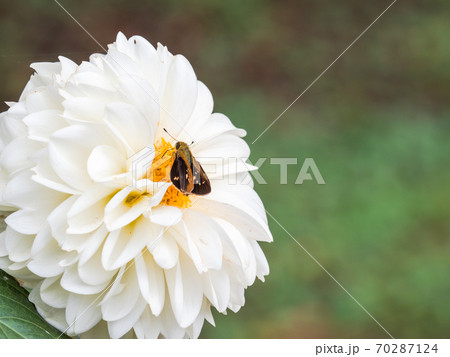 満開の秋の花 鮮やかな真っ白なポンポンダリアと可愛いイチモンンジセセリチョウの写真素材