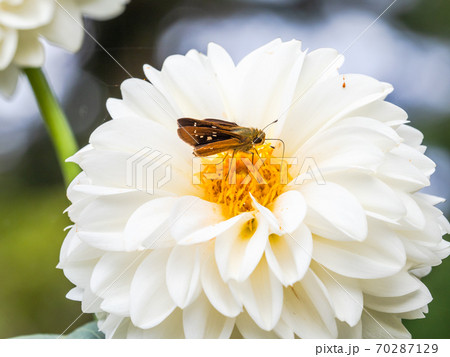 満開の秋の花　鮮やかな真っ白なポンポンダリアと可愛いイチモンンジセセリチョウ 70287129