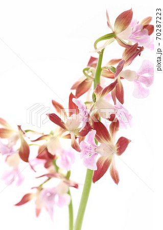 海老根蘭の花 和蘭 白背景 海老根蘭の花 和蘭 白背景 70287223