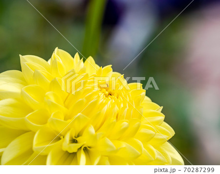 満開の秋の花 鮮やかな黄色いポンポンダリアの写真素材