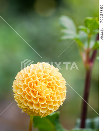 満開の秋の花 鮮やかな黄色いポンポンダリアの写真素材