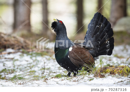 Proud western capercaillie lekking in forest in winter. 70287316