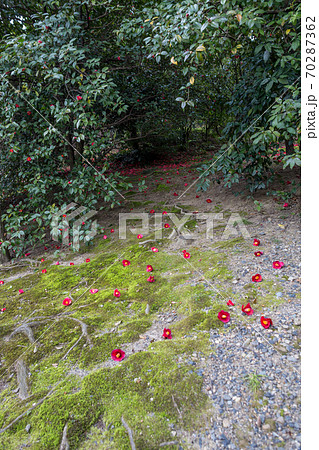 城南宮楽神苑 春の山 の苔床に散る赤い椿の花の写真素材