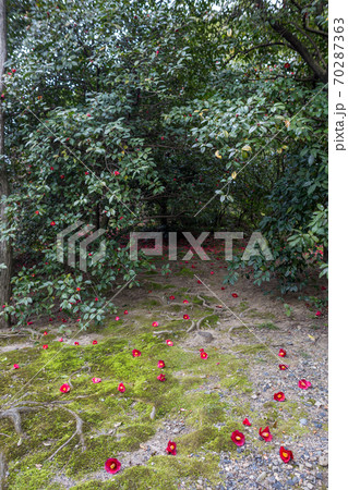 城南宮楽神苑、「春の山」の苔床に散る赤い椿の花 城南宮楽神苑、「春の山」の苔床に散る赤い椿の花 70287363