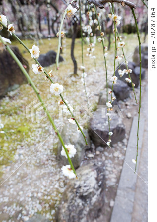 城南宮楽神苑、京都に春の訪れを告げる城南宮「春の山」に満開のしだれ白梅 70287364
