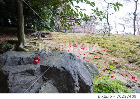 城南宮楽神苑、椿の花と梅の花弁に覆われた「春の山」の庭石に落ちた真っ赤な椿一輪 城南宮楽神苑、椿の花と梅の花弁に覆われた「春の山」の庭石に落ちた真っ赤な椿一輪 70287409