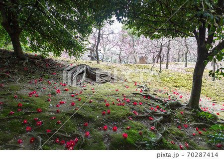 城南宮楽神苑「春の山」、椿の花と梅の花弁に覆われた苔床 城南宮楽神苑「春の山」、椿の花と梅の花弁に覆われた苔床 70287414