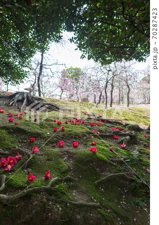城南宮楽神苑「春の山」、椿の花と梅の花弁に覆われた苔床 城南宮楽神苑「春の山」、椿の花と梅の花弁に覆われた苔床 70287423