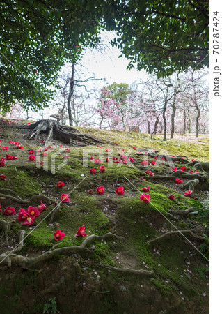 城南宮楽神苑「春の山」、椿の花と梅の花弁に覆われた苔床 城南宮楽神苑「春の山」、椿の花と梅の花弁に覆われた苔床 70287424