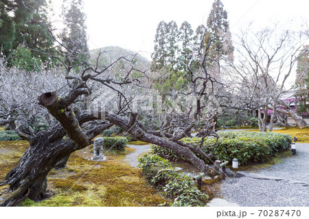 京都の梅の名所「しょうざんリゾート」日本庭園、紅白梅が満開の梅園 京都の梅の名所「しょうざんリゾート」日本庭園、紅白梅が満開の梅園 70287470
