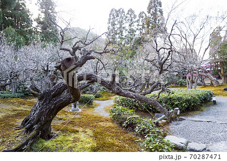 京都の梅の名所「しょうざんリゾート」日本庭園、紅白梅が満開の梅園 京都の梅の名所「しょうざんリゾート」日本庭園、紅白梅が満開の梅園 70287471