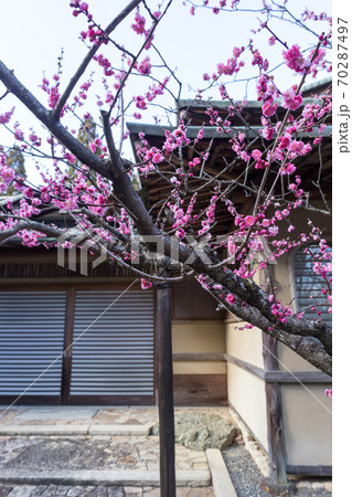 京都の梅の名所「しょうざんリゾート」日本庭園、紅梅が満開の梅園 京都の梅の名所「しょうざんリゾート」日本庭園、紅梅が満開の梅園 70287497
