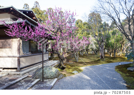 京都の梅の名所「しょうざんリゾート」日本庭園、紅梅が満開の梅園 70287503