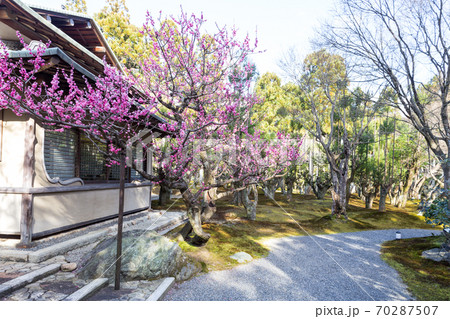 京都の梅の名所「しょうざんリゾート」日本庭園、紅梅が満開の梅園 京都の梅の名所「しょうざんリゾート」日本庭園、紅梅が満開の梅園 70287507
