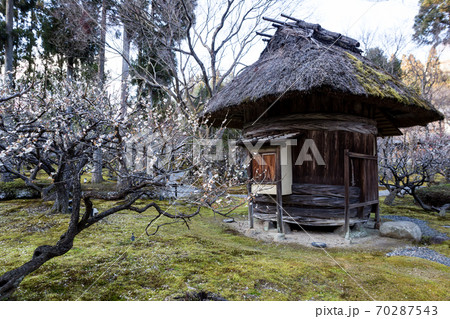 京都の梅の名所「しょうざんリゾート」日本庭園、満開の白梅と木樽に茅葺きの小屋 70287543