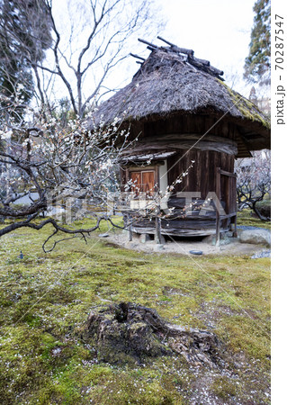 京都の梅の名所「しょうざんリゾート」日本庭園、満開の白梅と木樽に茅葺きの小屋 70287547