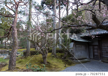 京都の梅の名所「しょうざんリゾート」日本庭園、門と紅梅 70287551