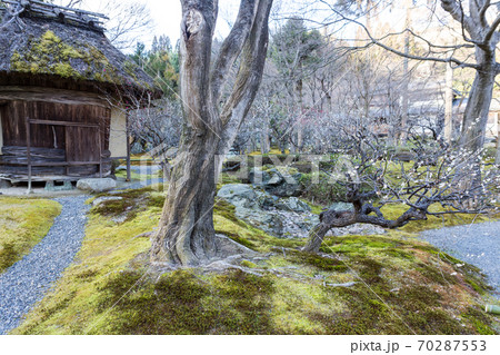 京都の梅の名所「しょうざんリゾート」日本庭園、満開の白梅と木樽に茅葺きの小屋 70287553