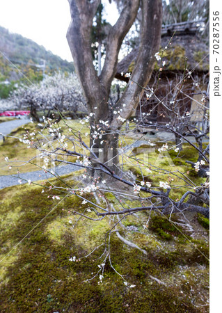 京都の梅の名所「しょうざんリゾート」日本庭園、満開の白梅と木樽に茅葺きの小屋 70287556
