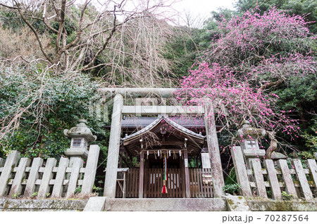 大豊神社、洛中一の枝垂れ梅が満開の本殿 大豊神社、洛中一の枝垂れ梅が満開の本殿 70287564