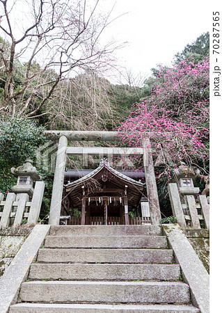 大豊神社、洛中一の枝垂れ梅が満開の本殿 大豊神社、洛中一の枝垂れ梅が満開の本殿 70287565