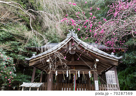 大豊神社、洛中一の枝垂れ梅が満開の本殿 大豊神社、洛中一の枝垂れ梅が満開の本殿 70287569