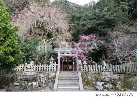 大豊神社、洛中一の枝垂れ梅が満開の本殿 大豊神社、洛中一の枝垂れ梅が満開の本殿 70287576