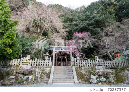 大豊神社、洛中一の枝垂れ梅が満開の本殿 大豊神社、洛中一の枝垂れ梅が満開の本殿 70287577