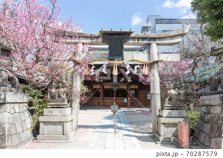 紅梅が満開の菅大臣神社、一の鳥居と本殿 紅梅が満開の菅大臣神社、一の鳥居と本殿 70287579
