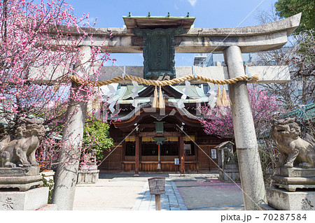 紅梅が満開の菅大臣神社、一の鳥居と本殿 紅梅が満開の菅大臣神社、一の鳥居と本殿 70287584