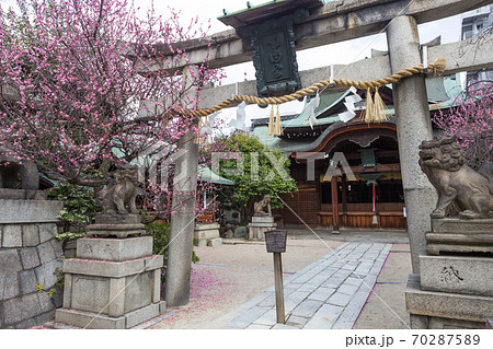 紅梅が満開の菅大臣神社、一の鳥居と本殿 紅梅が満開の菅大臣神社、一の鳥居と本殿 70287589
