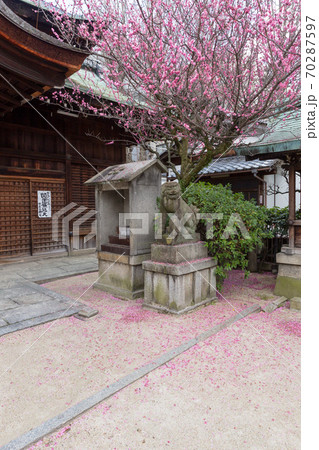 紅梅が満開の菅大臣神社、飛梅の花弁の散る境内に変顔の狛犬 紅梅が満開の菅大臣神社、飛梅の花弁の散る境内に変顔の狛犬 70287597