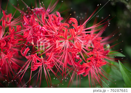 彼岸花 70287681