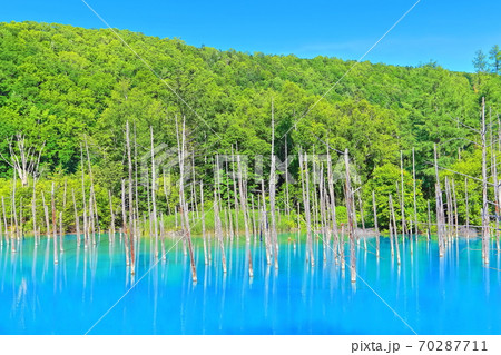 北海道 白金の青い池 美瑛町 の写真素材