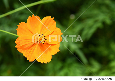 キバナコスモス(黄花秋桜) キバナコスモス(黄花秋桜) 70287720