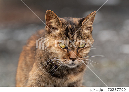 睨む野良猫 さび猫の写真素材