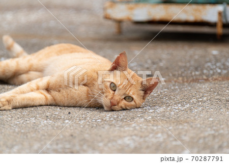 ゴロゴロする猫 茶トラ猫の写真素材