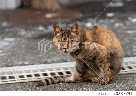 睨む野良猫 さび猫 睨む野良猫 さび猫 70287794