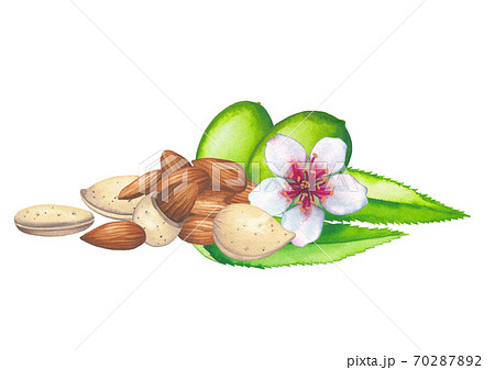 Watercolor composition of almond nuts, decorated with fruits, flowers and leaves. Watercolor composition of almond nuts, decorated with fruits, flowers and leaves. 70287892
