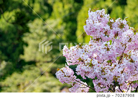 三徳桜 (三徳山) 三徳桜 (三徳山) 70287908