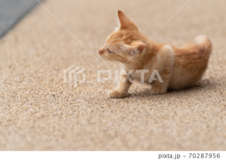 寝転がる可愛い子猫 茶トラ猫の写真素材