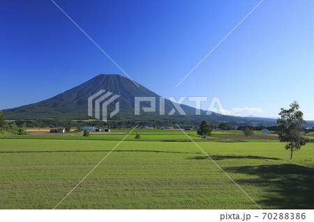 北海道倶知安町の畑のパッチワークと羊蹄山 70288386