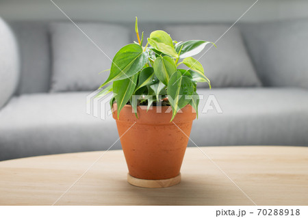 Philodendron cream splash in clay pot. Philodendron cream splash in clay pot. 70288918