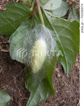 蚕の祖先　クワコ 70288974