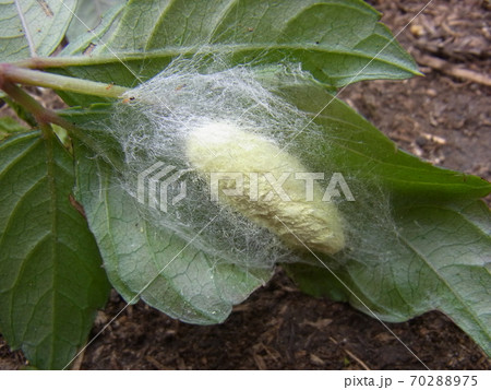 蚕の祖先　クワコ 70288975