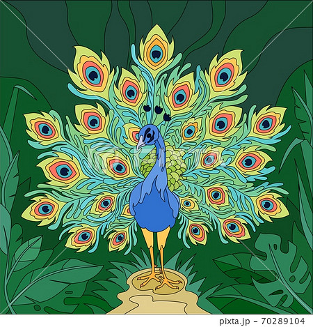 Tropical Bird Peacock Compositionのイラスト素材