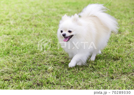 野原を歩くポメラニアン 70289330